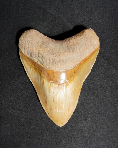 Fossil Shark Tooth – Otodus megalodon – Miocene to Pliocene – West Java, Indonesia