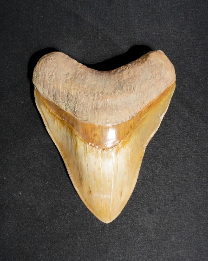 Fossil Shark Tooth – Otodus megalodon – Miocene to Pliocene – West Java, Indonesia