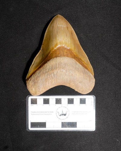 Fossil Shark Tooth – Otodus megalodon – Miocene to Pliocene – West Java, Indonesia