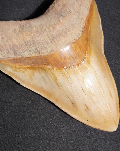Fossil Shark Tooth – Otodus megalodon – Miocene to Pliocene – West Java, Indonesia