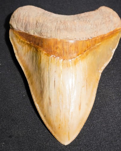 Fossil Shark Tooth – Otodus megalodon – Miocene to Pliocene – West Java, Indonesia