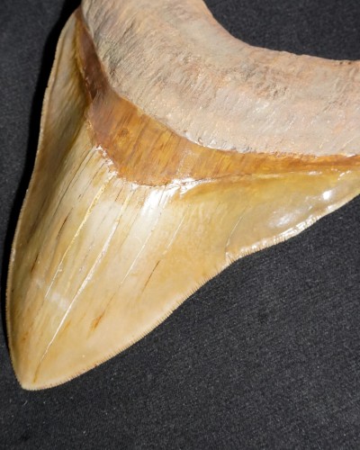 Fossil Shark Tooth – Otodus megalodon – Miocene to Pliocene – West Java, Indonesia