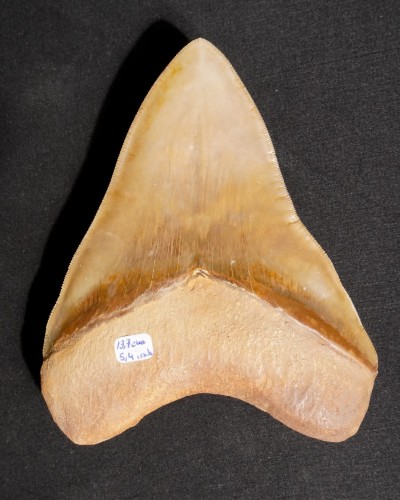 Fossil Shark Tooth – Otodus megalodon – Miocene to Pliocene – West Java, Indonesia