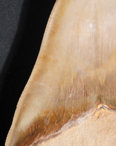 Fossil Shark Tooth – Otodus megalodon – Miocene to Pliocene – West Java, Indonesia