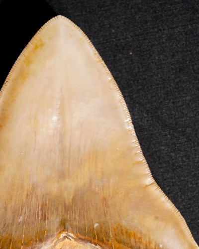 Fossil Shark Tooth – Otodus megalodon – Miocene to Pliocene – West Java, Indonesia