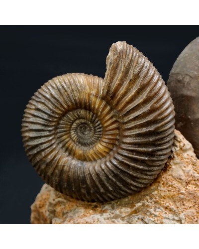 Parkinsonia sp. - Giurassico