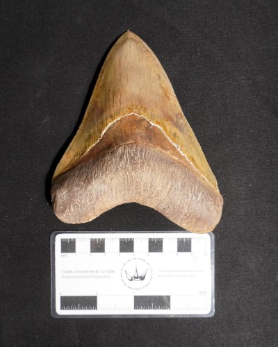 Dente fossile di squalo - Otodus megalodon - Miocene–Pliocene - Giava Occidentale, Indonesia