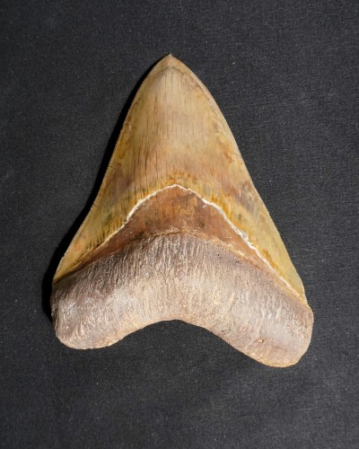 Dente fossile di squalo - Otodus megalodon - Miocene–Pliocene - Giava Occidentale, Indonesia
