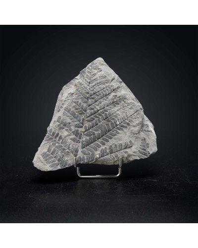 Pecopteris polymorpha - Carbonifero