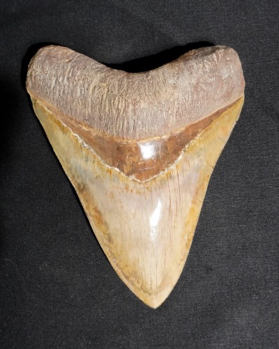 Dente fossile di squalo - Otodus megalodon - Miocene–Pliocene - Giava Occidentale, Indonesia
