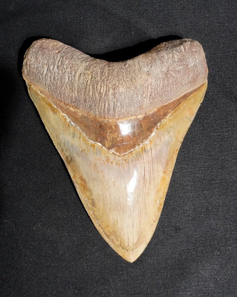 Dente fossile di squalo - Otodus megalodon - Miocene–Pliocene - Giava Occidentale, Indonesia