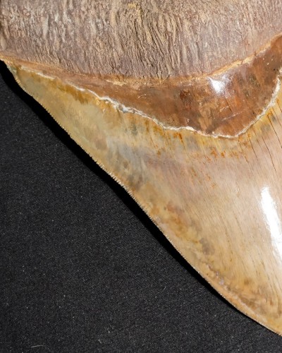 Dente fossile di squalo - Otodus megalodon - Miocene–Pliocene - Giava Occidentale, Indonesia
