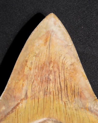 Dente fossile di squalo - Otodus megalodon - Miocene–Pliocene - Giava Occidentale, Indonesia
