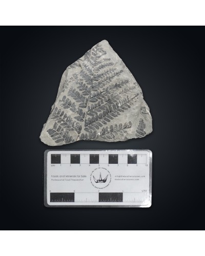 Pecopteris polymorpha - Carbonifero