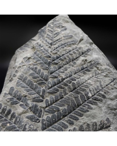 Pecopteris polymorpha - Carbonifero