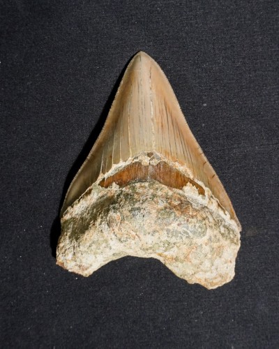 Fossil Shark Tooth – Otodus megalodon – Miocene to Pliocene – West Java, Indonesia