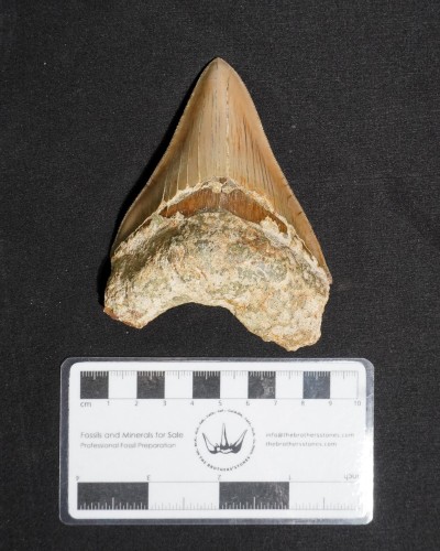 Fossil Shark Tooth – Otodus megalodon – Miocene to Pliocene – West Java, Indonesia