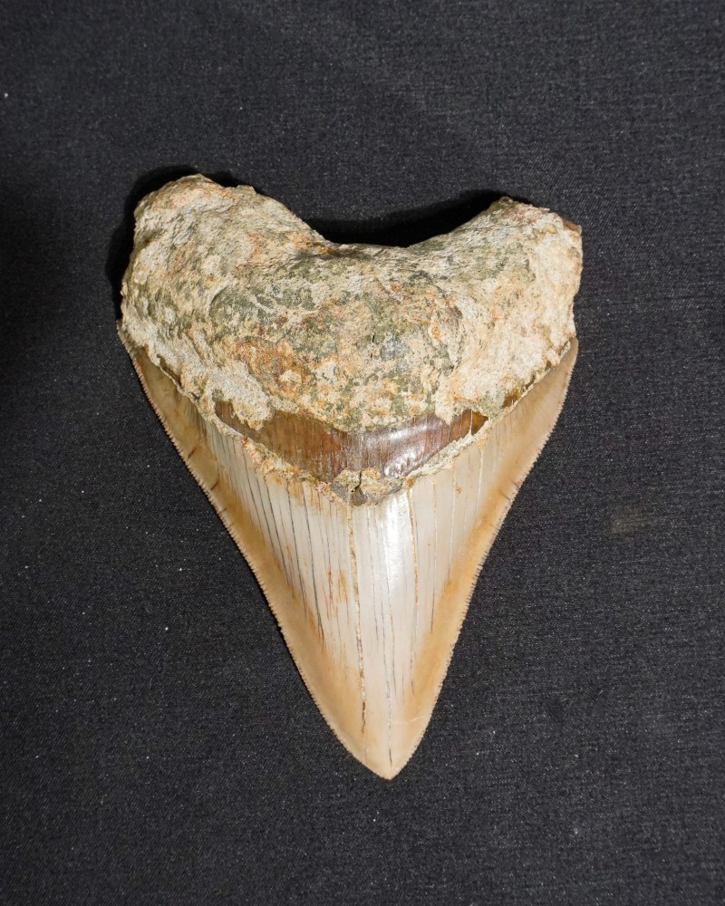 Fossil Shark Tooth – Otodus megalodon – Miocene to Pliocene – West Java, Indonesia