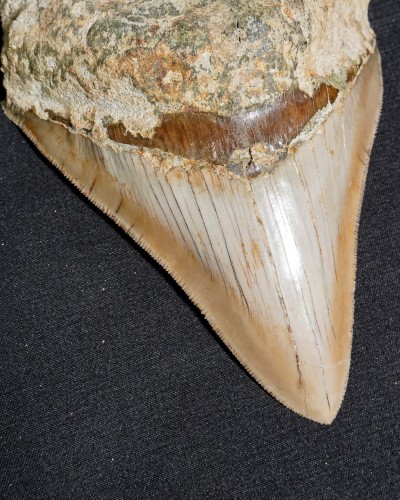 Fossil Shark Tooth – Otodus megalodon – Miocene to Pliocene – West Java, Indonesia