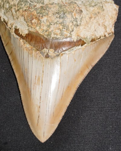 Fossil Shark Tooth – Otodus megalodon – Miocene to Pliocene – West Java, Indonesia