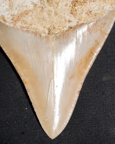Fossil Shark Tooth – Otodus megalodon – Miocene to Pliocene – West Java, Indonesia