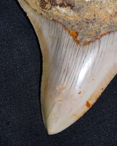 Fossil Shark Tooth – Otodus megalodon – Miocene to Pliocene – West Java, Indonesia