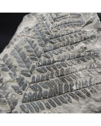 Pecopteris polymorpha - Carbonifero