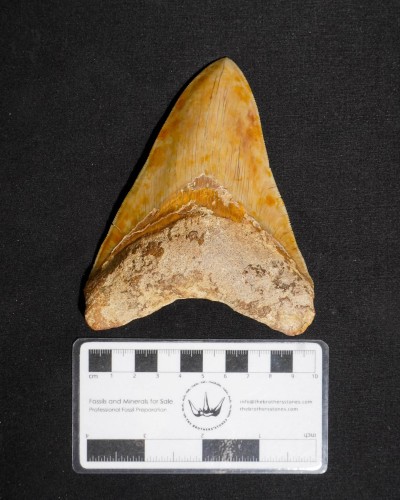 Fossil Shark Tooth – Otodus megalodon – Miocene to Pliocene – West Java, Indonesia