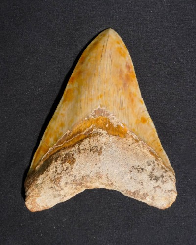 Fossil Shark Tooth – Otodus megalodon – Miocene to Pliocene – West Java, Indonesia