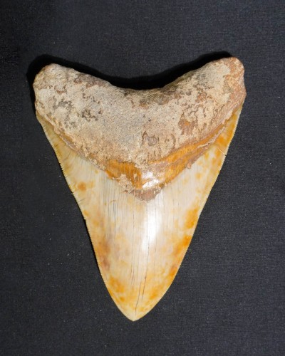 Fossil Shark Tooth – Otodus megalodon – Miocene to Pliocene – West Java, Indonesia