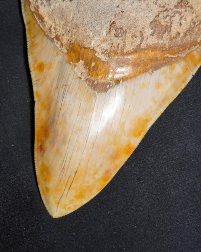 Fossil Shark Tooth – Otodus megalodon – Miocene to Pliocene – West Java, Indonesia