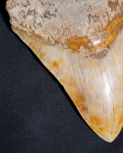 Fossil Shark Tooth – Otodus megalodon – Miocene to Pliocene – West Java, Indonesia