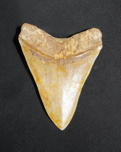 Fossil Shark Tooth – Otodus megalodon – Miocene to Pliocene – West Java, Indonesia
