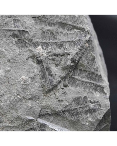 Pecopteris polymorpha - Carbonifero