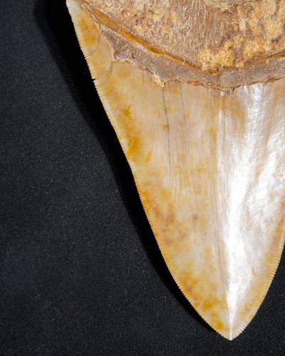 Fossil Shark Tooth – Otodus megalodon – Miocene to Pliocene – West Java, Indonesia