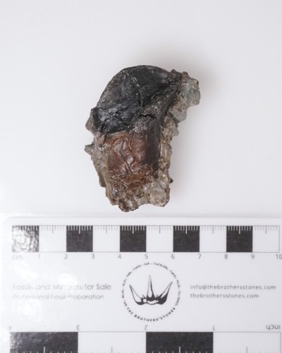 Triceratops - Dente fossile di dinosauro - Cretacico - Lance Creek FMT
