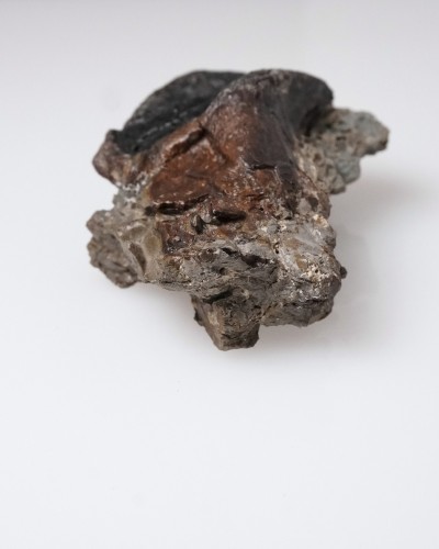 Triceratops - Dente fossile di dinosauro - Cretacico - Lance Creek FMT