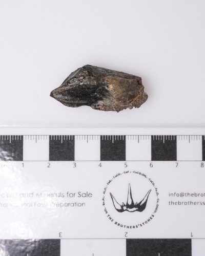Dinosaur - Fossil tooth - Triceratops - Cretaceous - Lance Creek FMT