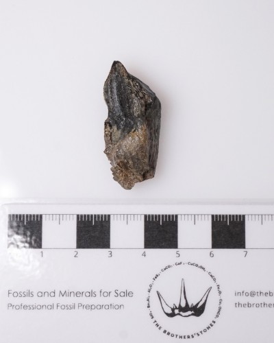 Dinosaur - Fossil tooth - Triceratops - Cretaceous - Lance Creek FMT