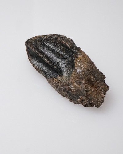 Dinosaur - Fossil tooth - Triceratops - Cretaceous - Lance Creek FMT