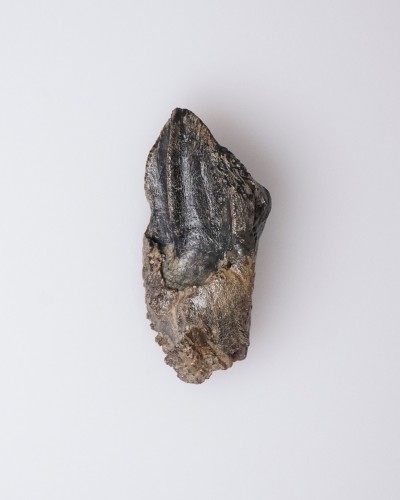 Dinosaur - Fossil tooth - Triceratops - Cretaceous - Lance Creek FMT