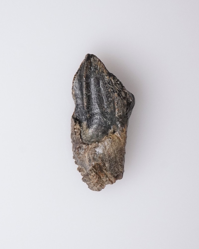 Dinosaur - Fossil tooth - Triceratops - Cretaceous - Lance Creek FMT