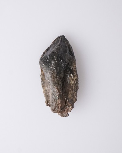 Dinosaur - Fossil tooth - Triceratops - Cretaceous - Lance Creek FMT