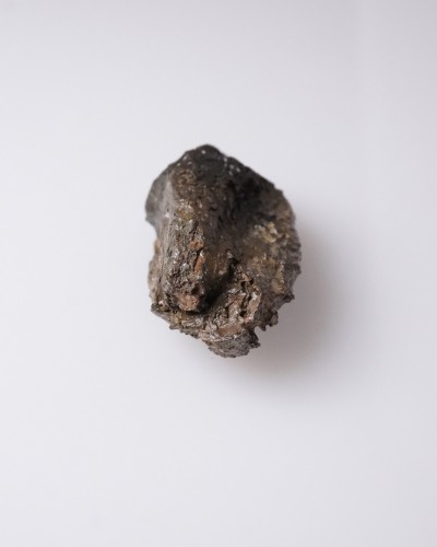 Dinosaur - Fossil tooth - Triceratops - Cretaceous - Lance Creek FMT