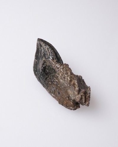 Dinosaur - Fossil tooth - Triceratops - Cretaceous - Lance Creek FMT