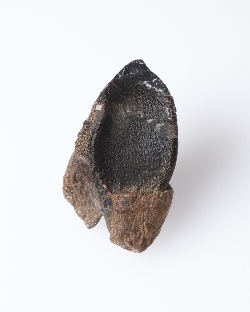 Triceratops - Dente fossile di dinosauro - Cretacico - Hell Creek FMT