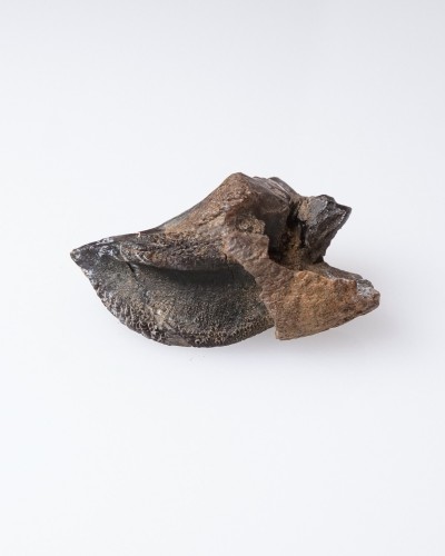 Triceratops - Dente fossile di dinosauro - Cretacico - Hell Creek FMT