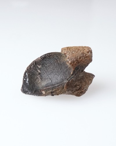 Triceratops - Dente fossile di dinosauro - Cretacico - Hell Creek FMT