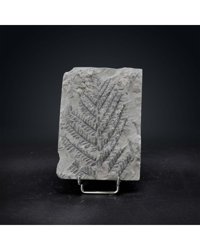 Pecopteris polymorpha - Carbonifero