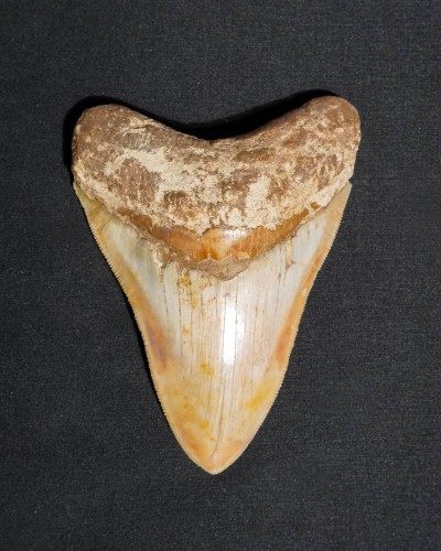 Dente fossile di squalo - Otodus megalodon - Miocene–Pliocene - Giava Occidentale, Indonesia